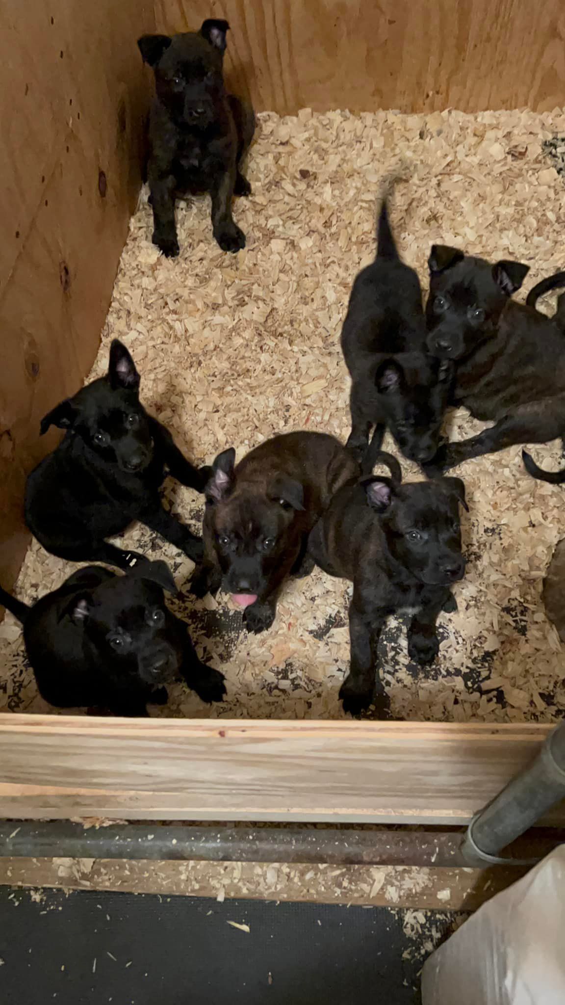 Seven brindle puppies in a wooden enclosure with wood shavings. The puppies are dark, with some visible markings.