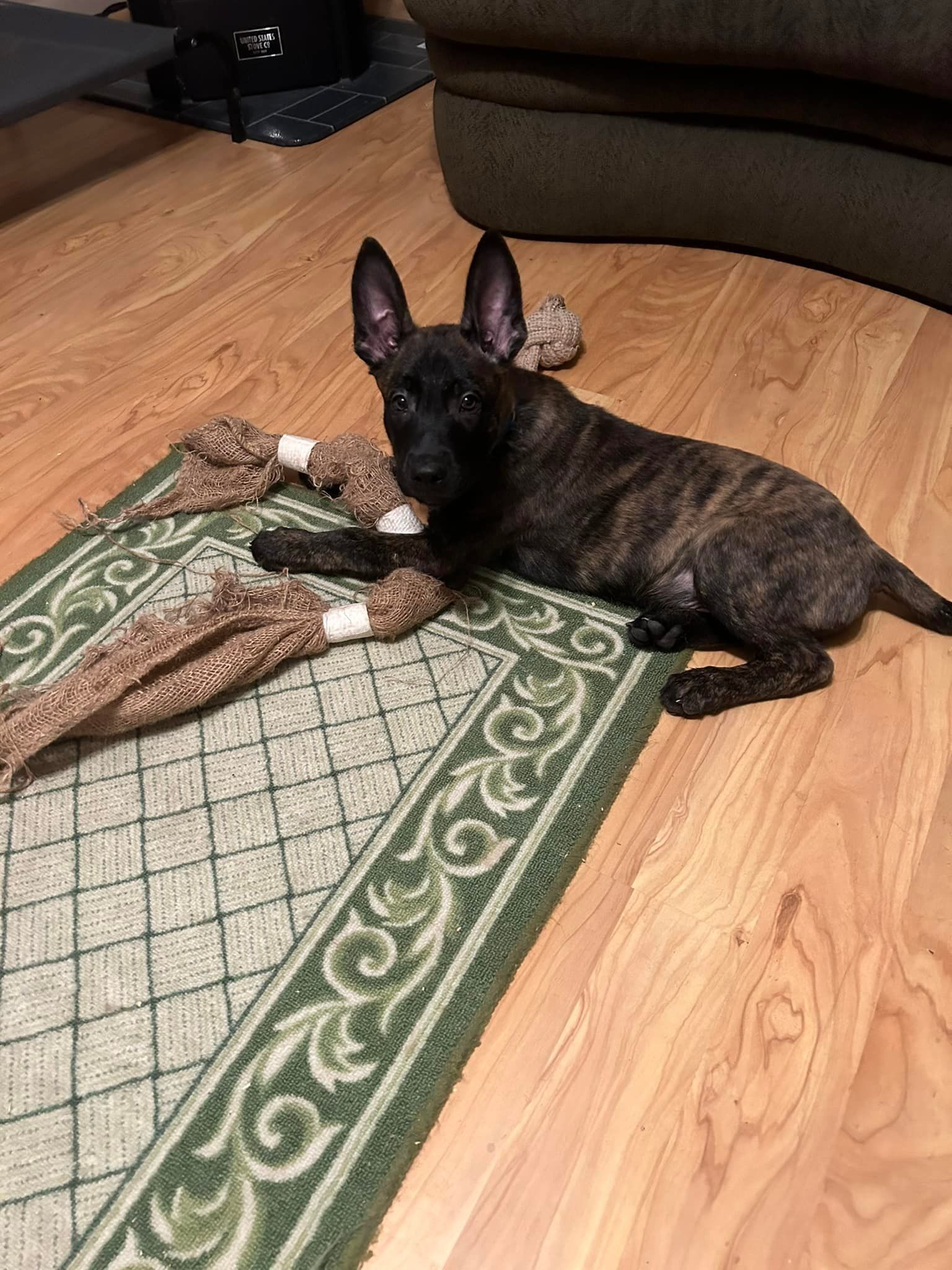 A brindle dog with large ears lies on a rug with a toy. The dog looks at the camera.