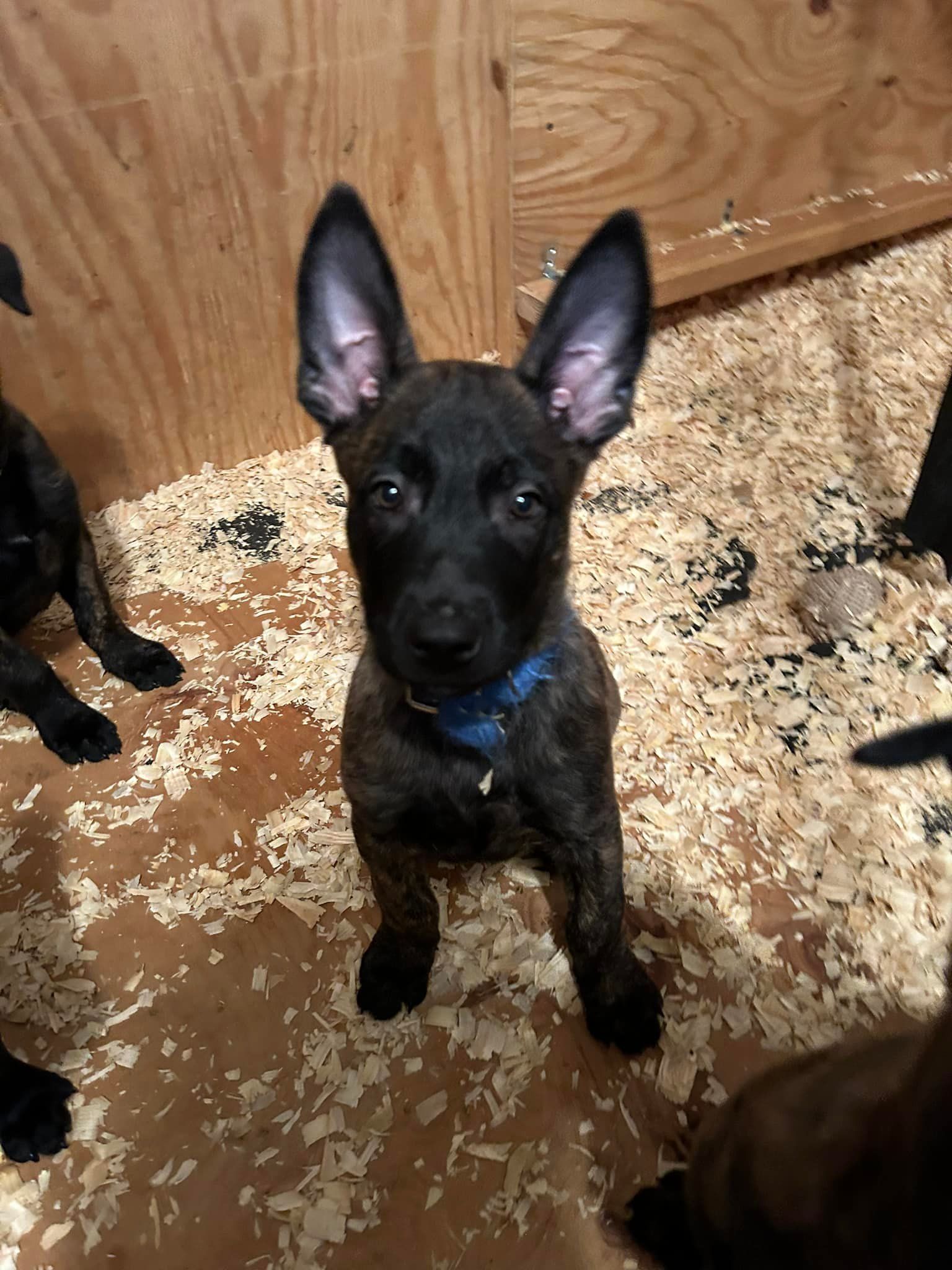 Brindle puppy with upright ears wearing a blue collar, sitting inside a wooden enclosure with wood shavings.