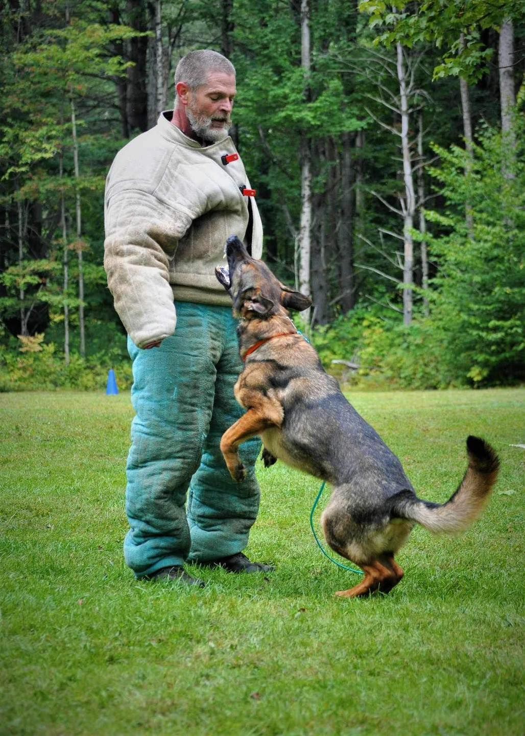 Man in protective gear being confronted by a German Shepherd on a grassy field. Dog is jumping up, looking intently at the man.
