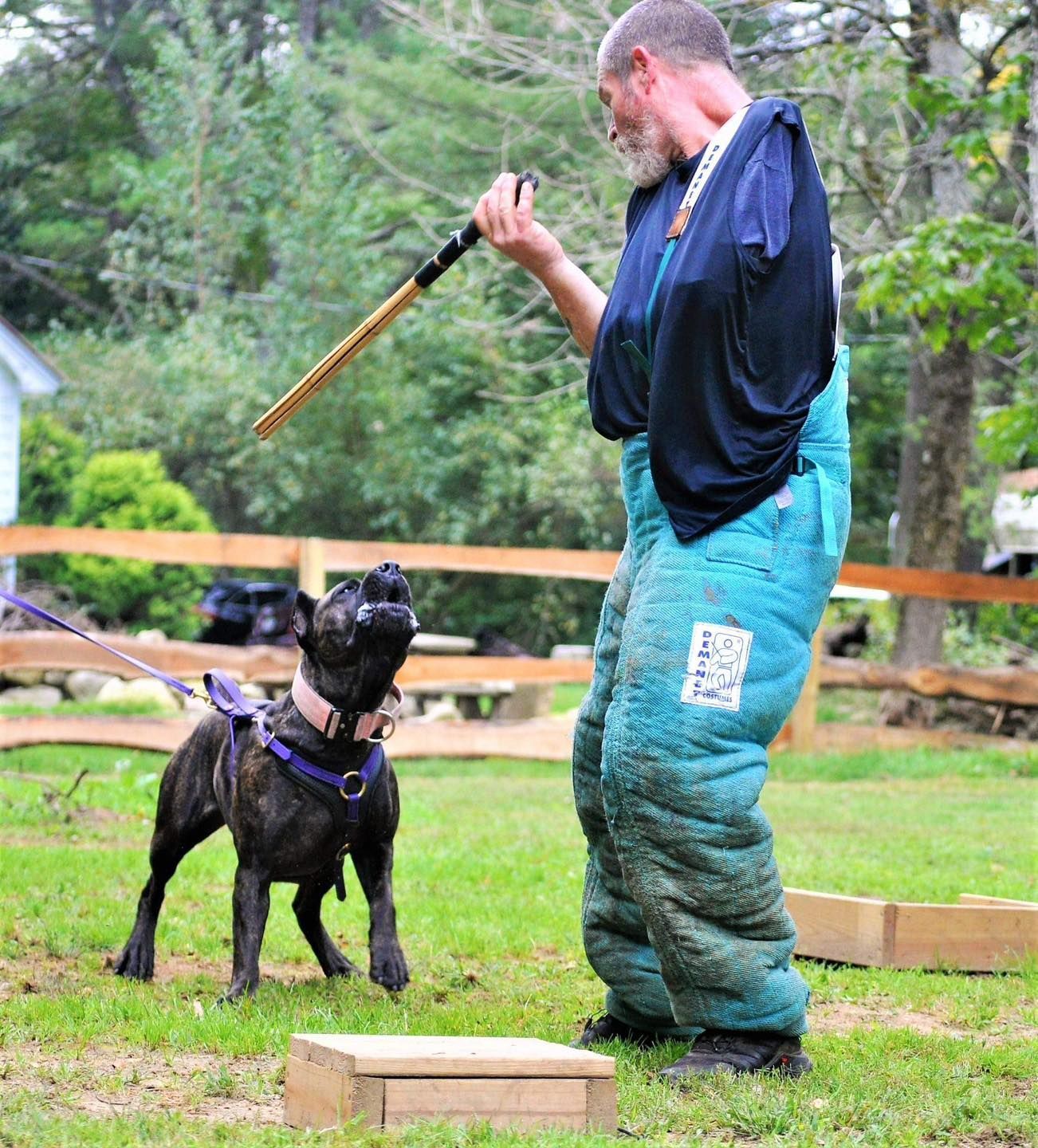 A man in protective gear trains a brindle dog with a stick in an outdoor setting. The dog is focused and alert, ready to engage.