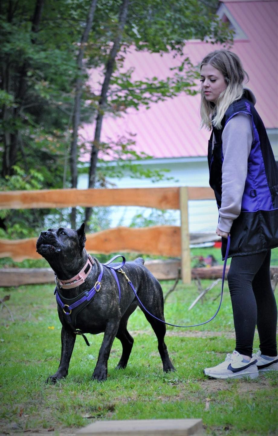 Woman training a brindle dog outdoors, holding a leash. Dog looks up expectantly, wearing a pink and purple harness.