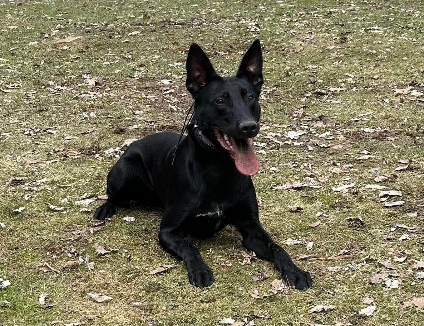 Black dog with pointed ears, panting with tongue out, lying on grassy ground.