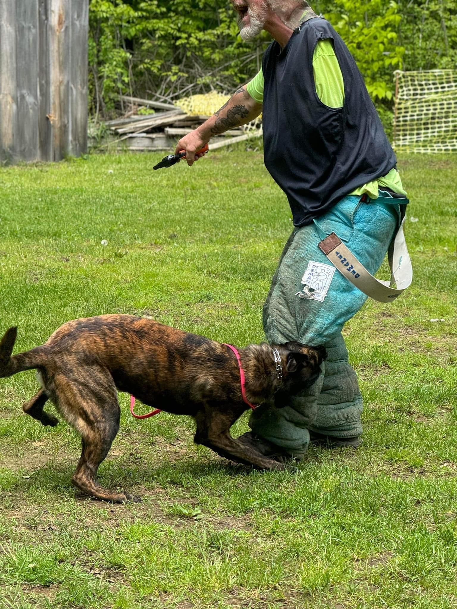 A brindle dog lunges towards a man wearing protective gear, who is holding a training tool on a grassy field.