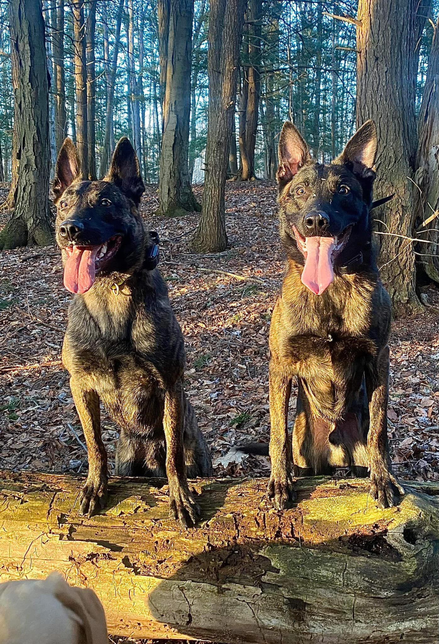 Two brindle Dutch Shepherd dogs pant with tongues out, sitting in a sunny forest, looking at the viewer.