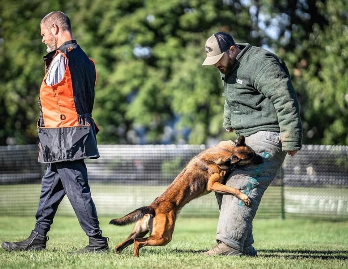 A dog trainer wearing a protective suit is being engaged by a dog during a training exercise outdoors, while another trainer walks nearby.