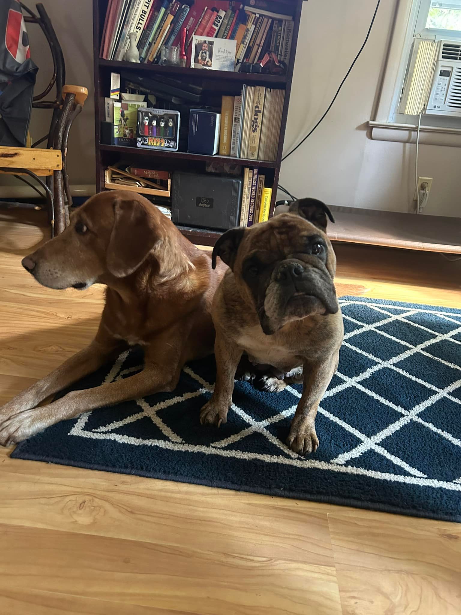 Two dogs, a brown Labrador and a pug, sit on a blue patterned rug near a bookshelf. The Lab lies down, while the pug sits upright.