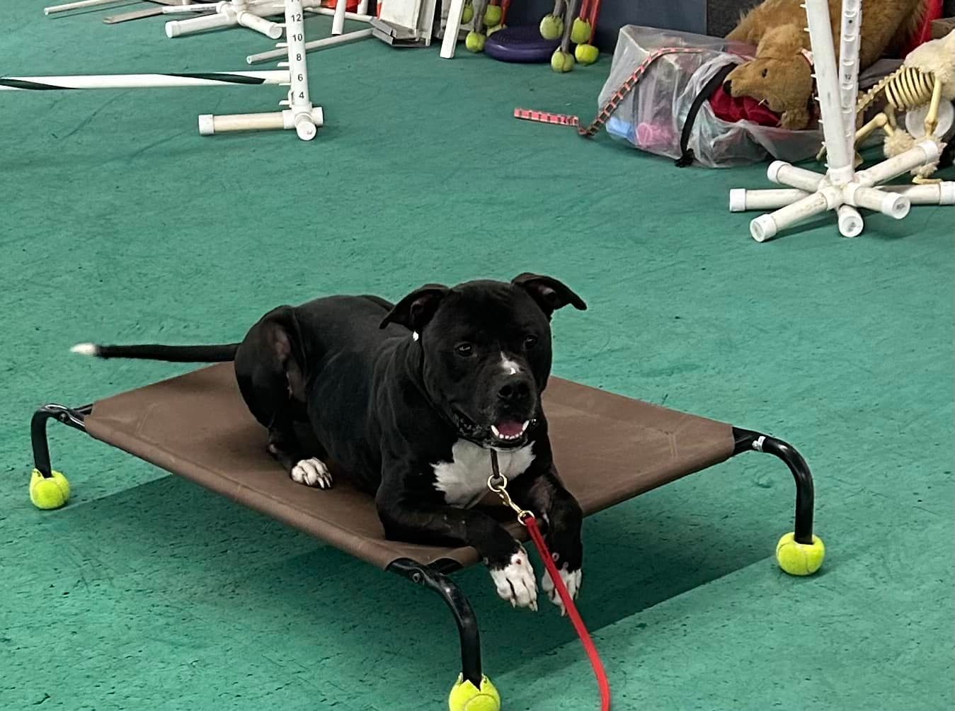 Black and white dog on a raised brown bed, on a green floor with agility equipment in the background.