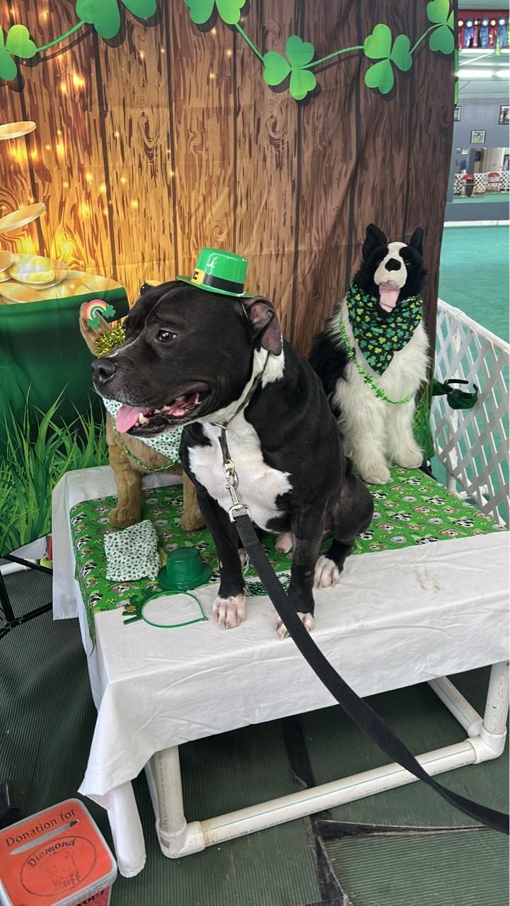 Two dogs wearing St. Patrick's Day attire sit on a table in front of a wooden backdrop. The black and white dog wears a leprechaun hat, and a second dog wears a green scarf.