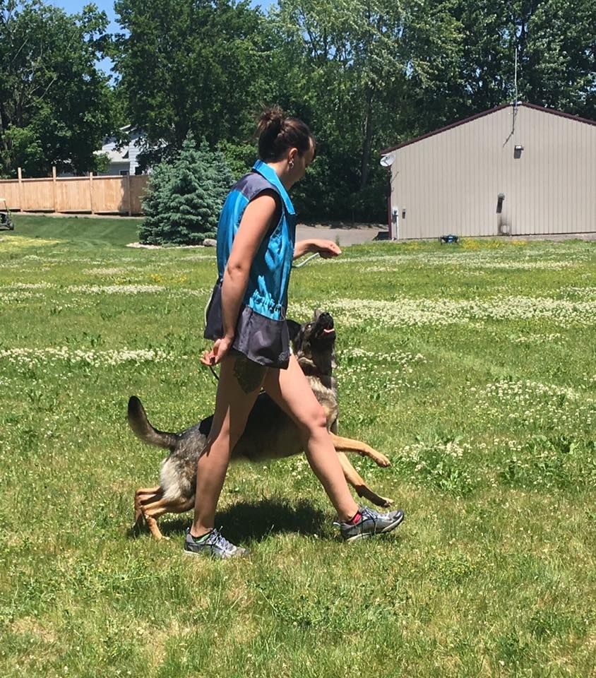 A woman in a blue vest walks in a grassy yard with a German Shepherd dog, likely training. The dog leaps, appearing playful.