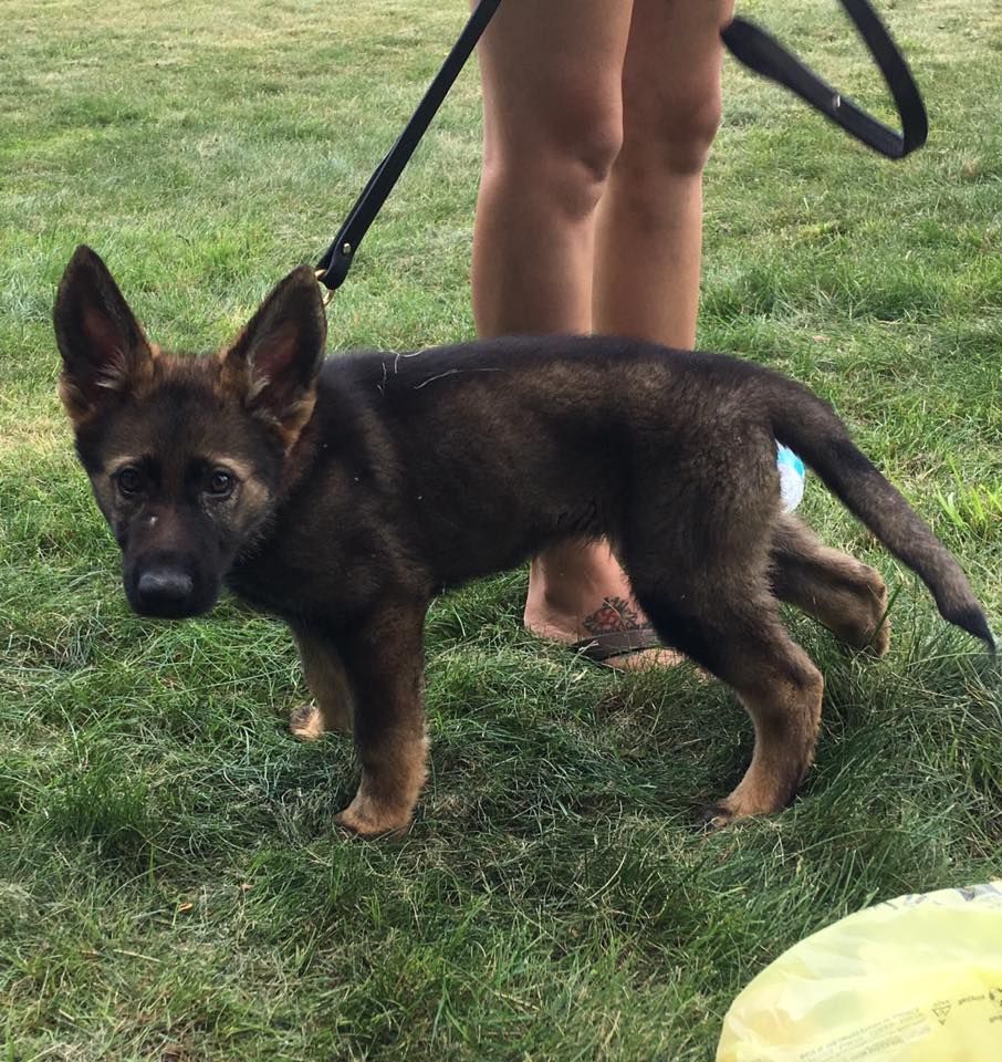 A German Shepherd puppy on a leash stands in grass, looking towards the camera. It has dark fur with tan accents and tall ears.