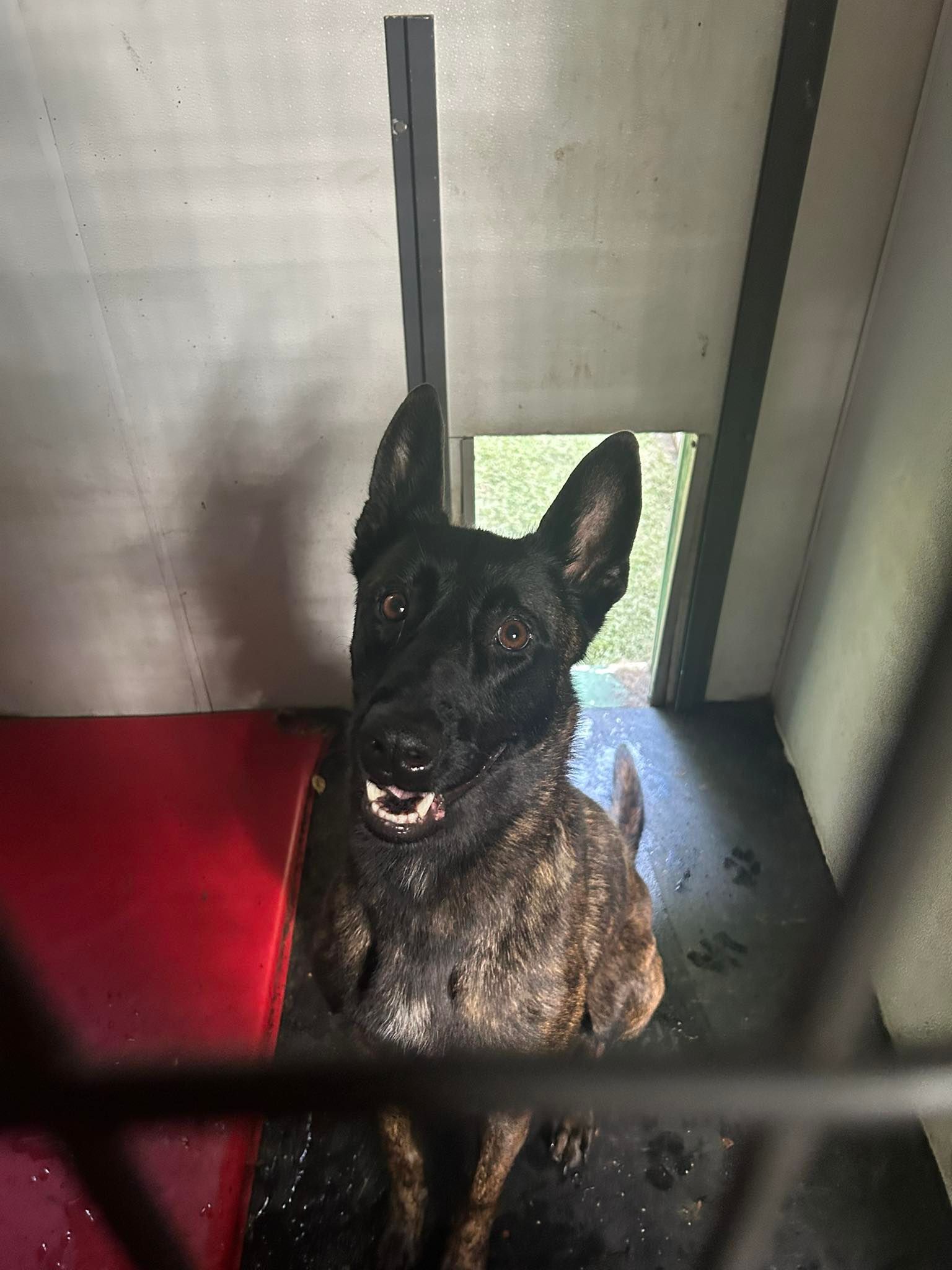 A brindle Dutch Shepherd dog sits inside a kennel, looking up with a happy expression.