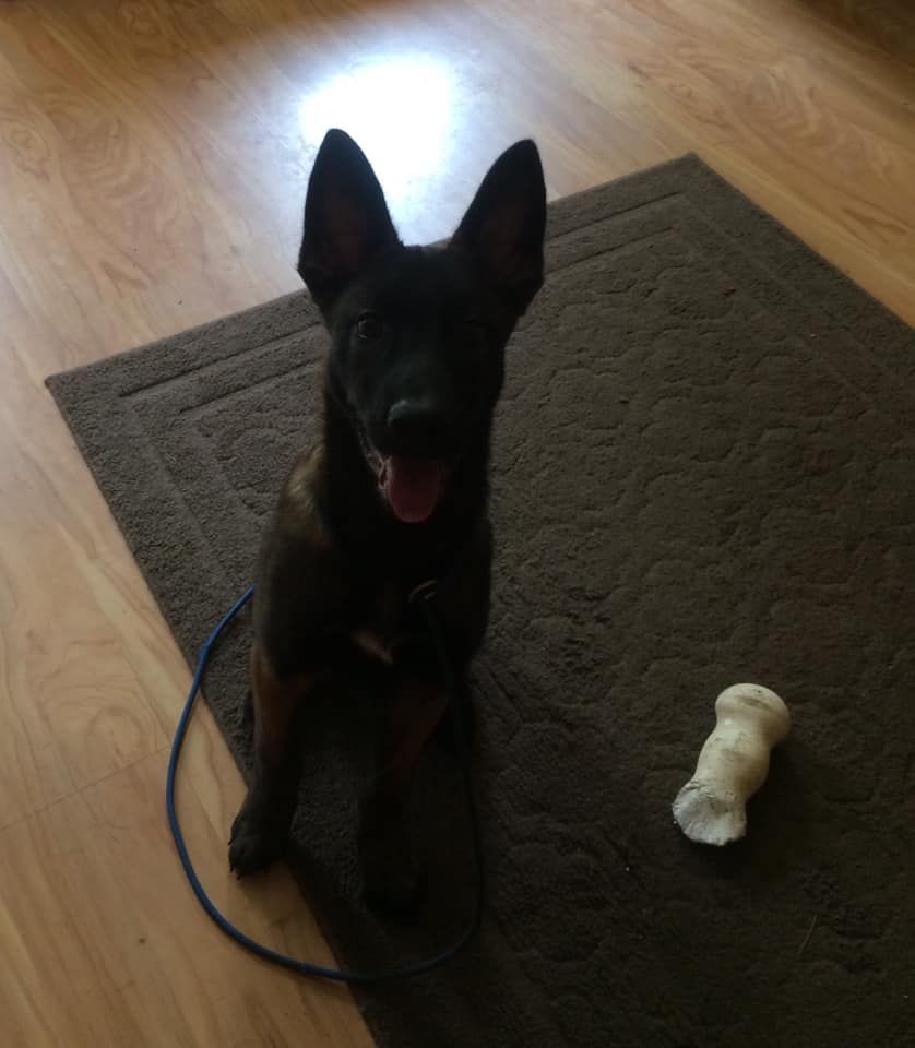 Black dog with upright ears and a happy expression sits on a brown rug next to a bone-shaped chew toy, on a wood floor.