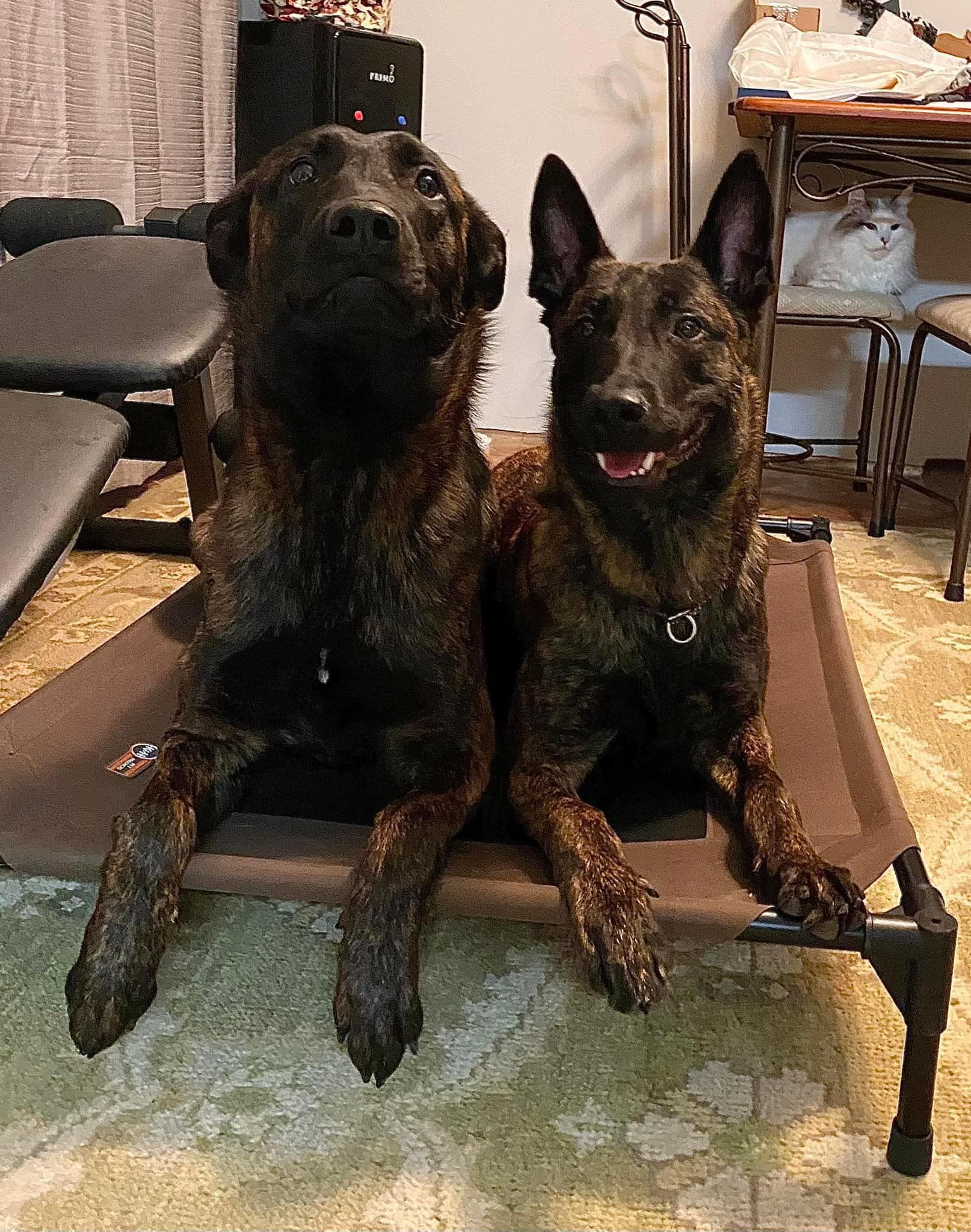 Two brindle dogs lying side-by-side on a dog bed. One has a happy expression, the other looks up. Indoor setting.
