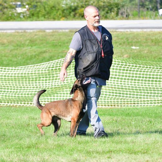 Woman in black vest training a Doberman outdoors. Dog looks up, walking alongside her.