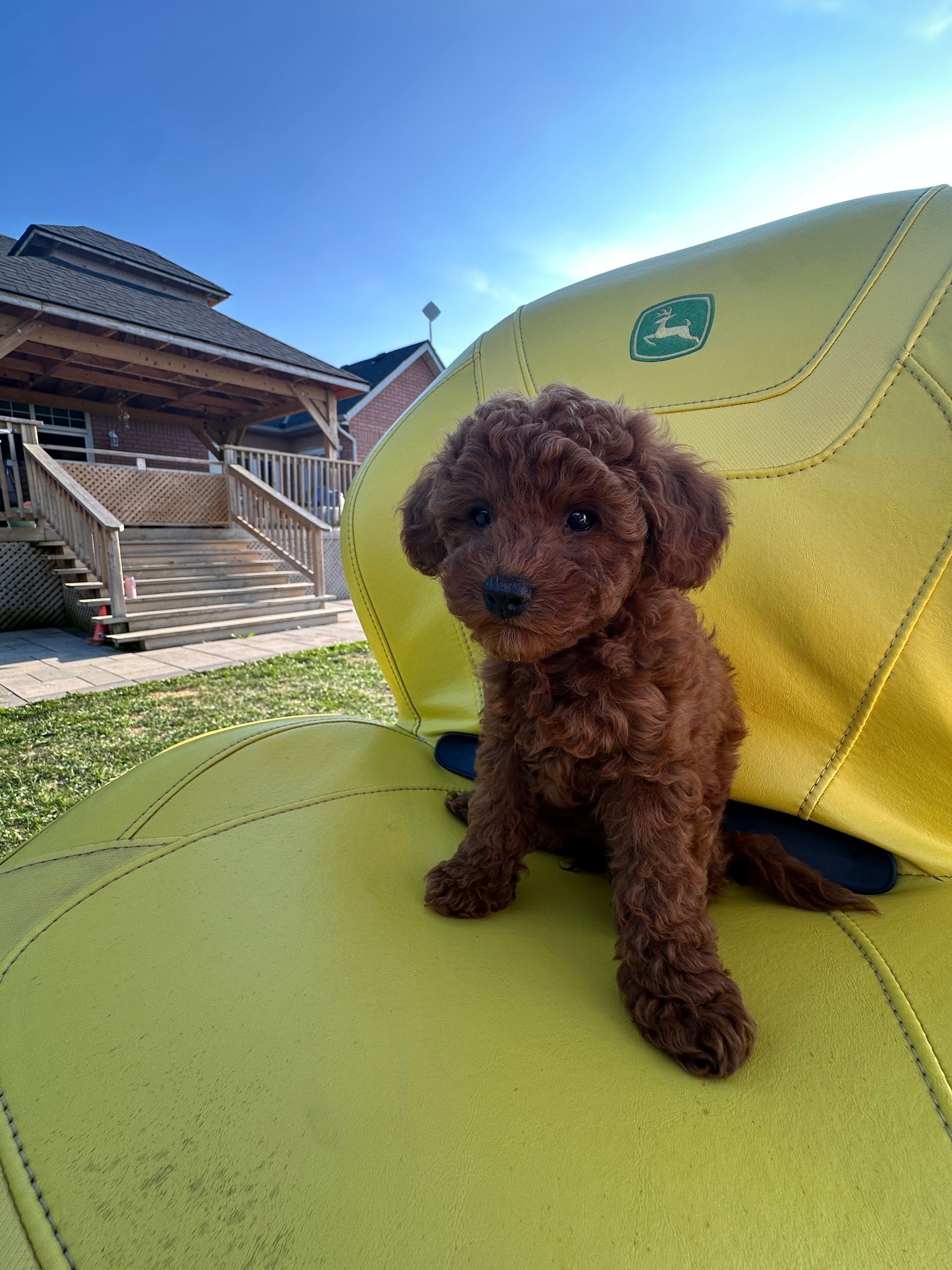 Brown poodle puppy sitting on a yellow chair outdoors, looking at the camera.