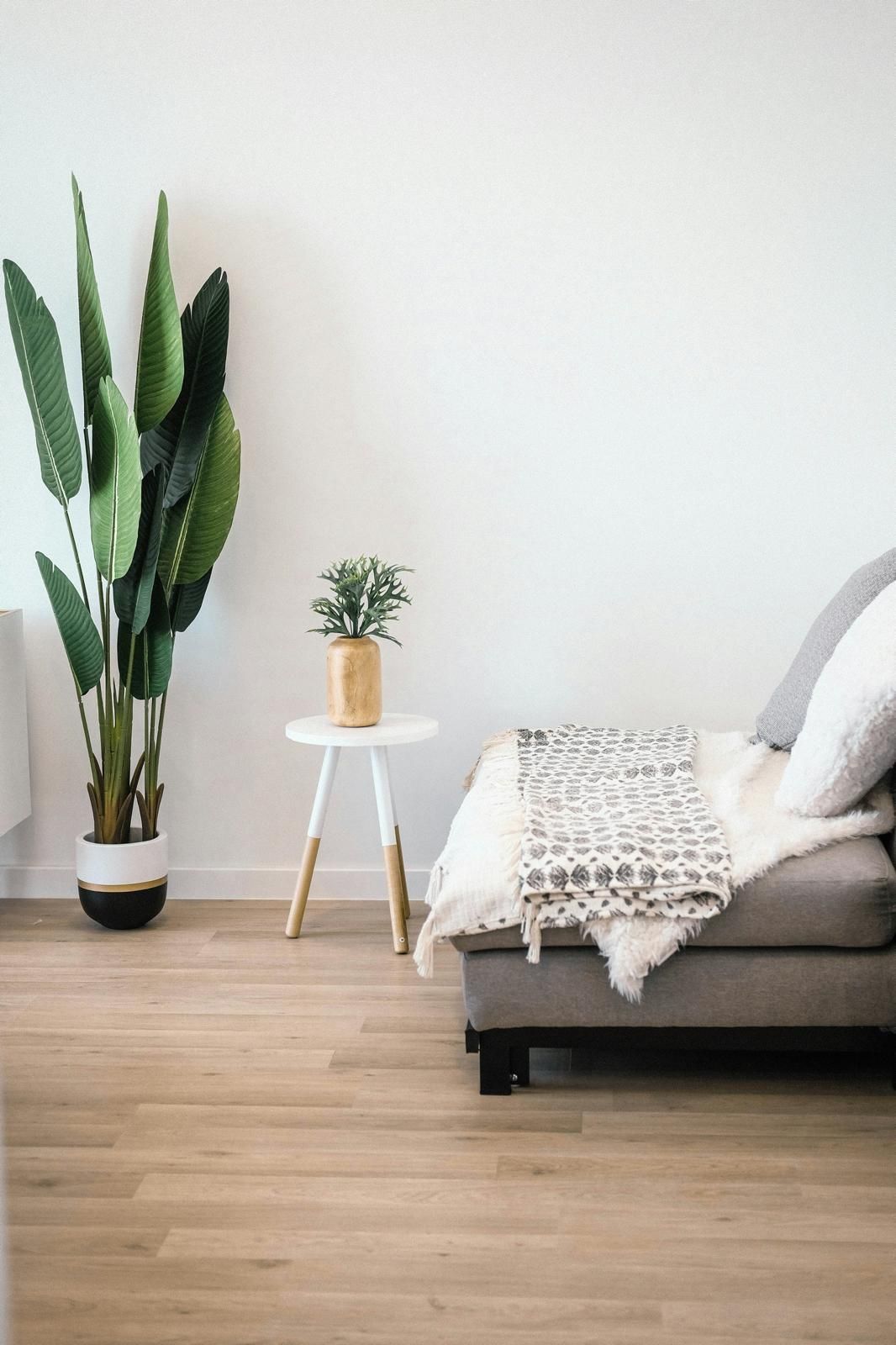 Modern living room: gray couch with blanket, side table with plant, large potted plant, light wood floor, white wall.