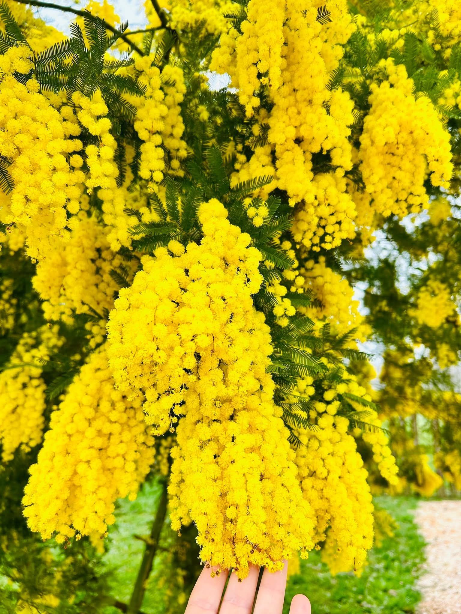 08 MARZO Festa della DONNA 
La DONNA LA CREATURA PIÙ BELLA CREATA DA DIO IL CAPOLAVORO DEL CREATO
AUGURI A TUTTE LE DONNE NEL MONDO #donna #donnaforte #donnaimprenditrice #donnaindipendente #locandabaitaalarte #cibosanoegustoso #cortinadampezzo #cibobuono #cibosano #gourmetfood #dolomitiunesco #dolomiti #natura #milano #bormio