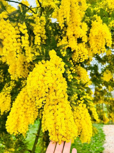 08 MARZO Festa della DONNA 
La DONNA LA CREATURA PIÙ BELLA CREATA DA DIO IL CAPOLAVORO DEL CREATO
AUGURI A TUTTE LE DONNE NEL MONDO #donna #donnaforte #donnaimprenditrice #donnaindipendente #locandabaitaalarte #cibosanoegustoso #cortinadampezzo #cibobuono #cibosano #gourmetfood #dolomitiunesco #dolomiti #natura #milano #bormio