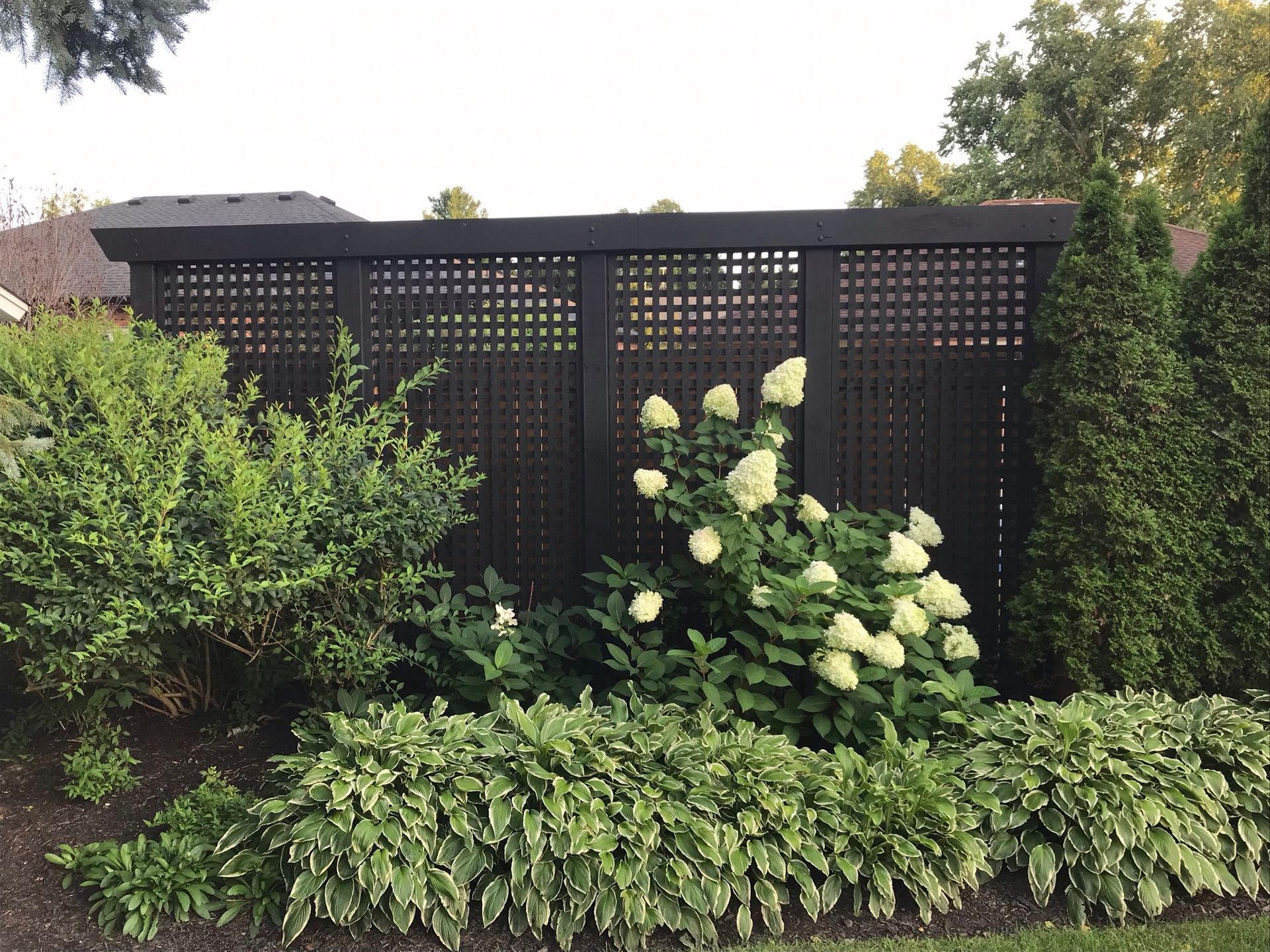 Lattice fence in a garden with green shrubs, white flowers, and variegated ground cover.