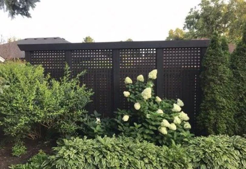 Black lattice fence in a garden, surrounded by green shrubs and white hydrangea blooms.