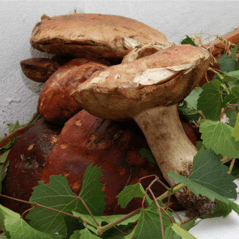 funghi porcini
