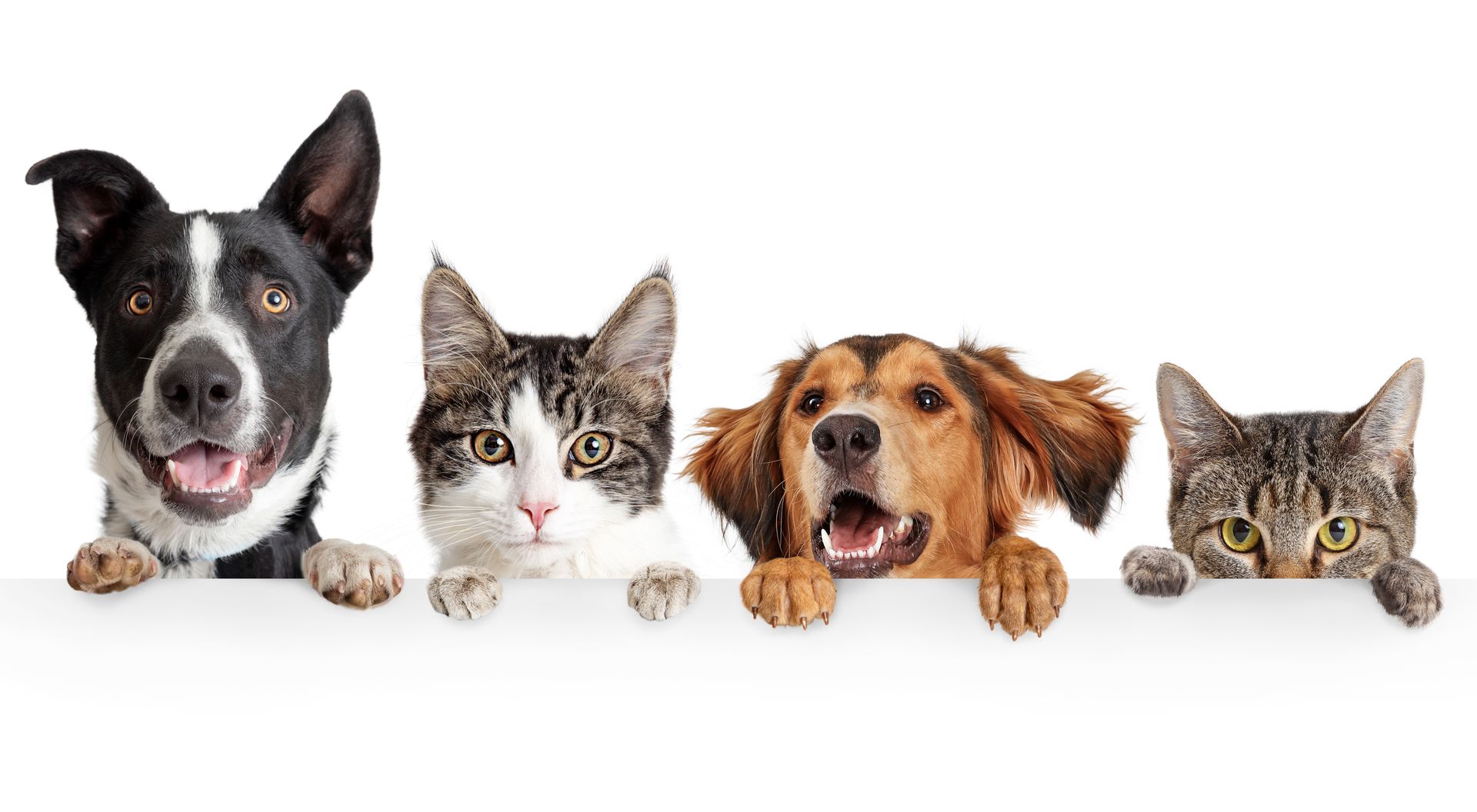 Estate Planning for Your Pet: Securing Your Pet’s Future with a Pet Trust