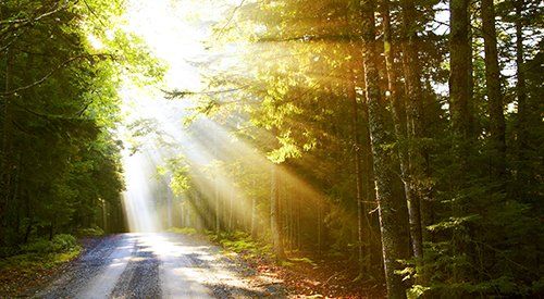 The sun is shining through the trees on a dirt road.