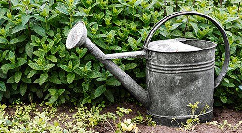 A watering can is sitting in the dirt in front of a bush.