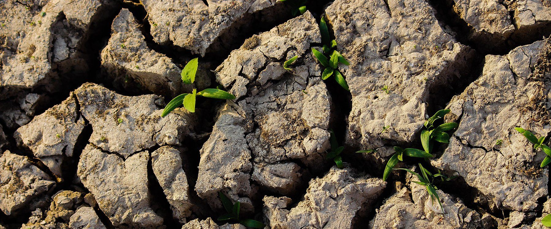 A close up of a cracked earth with plants growing out of it.