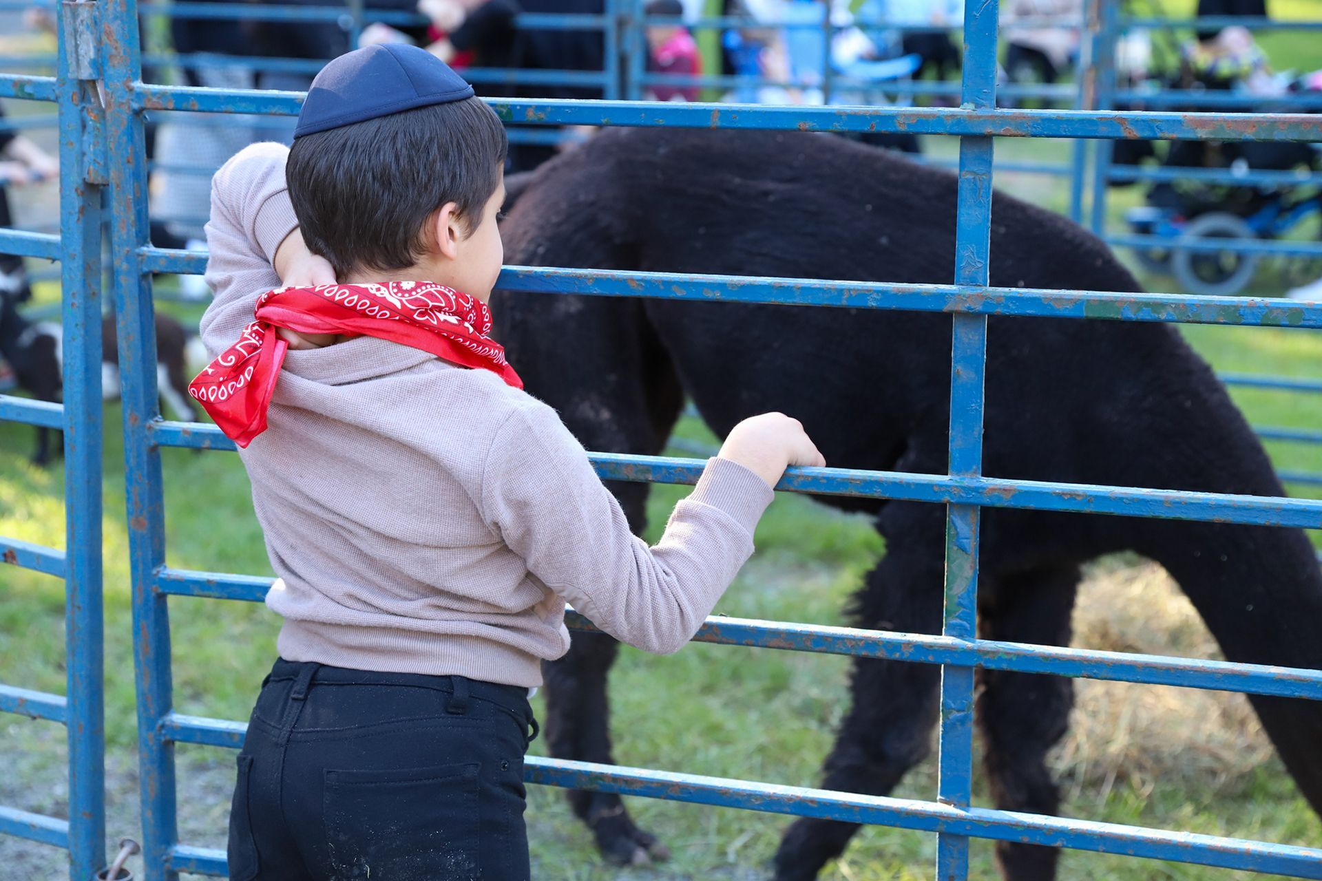 A young boy is looking at a black llama behind a fence.