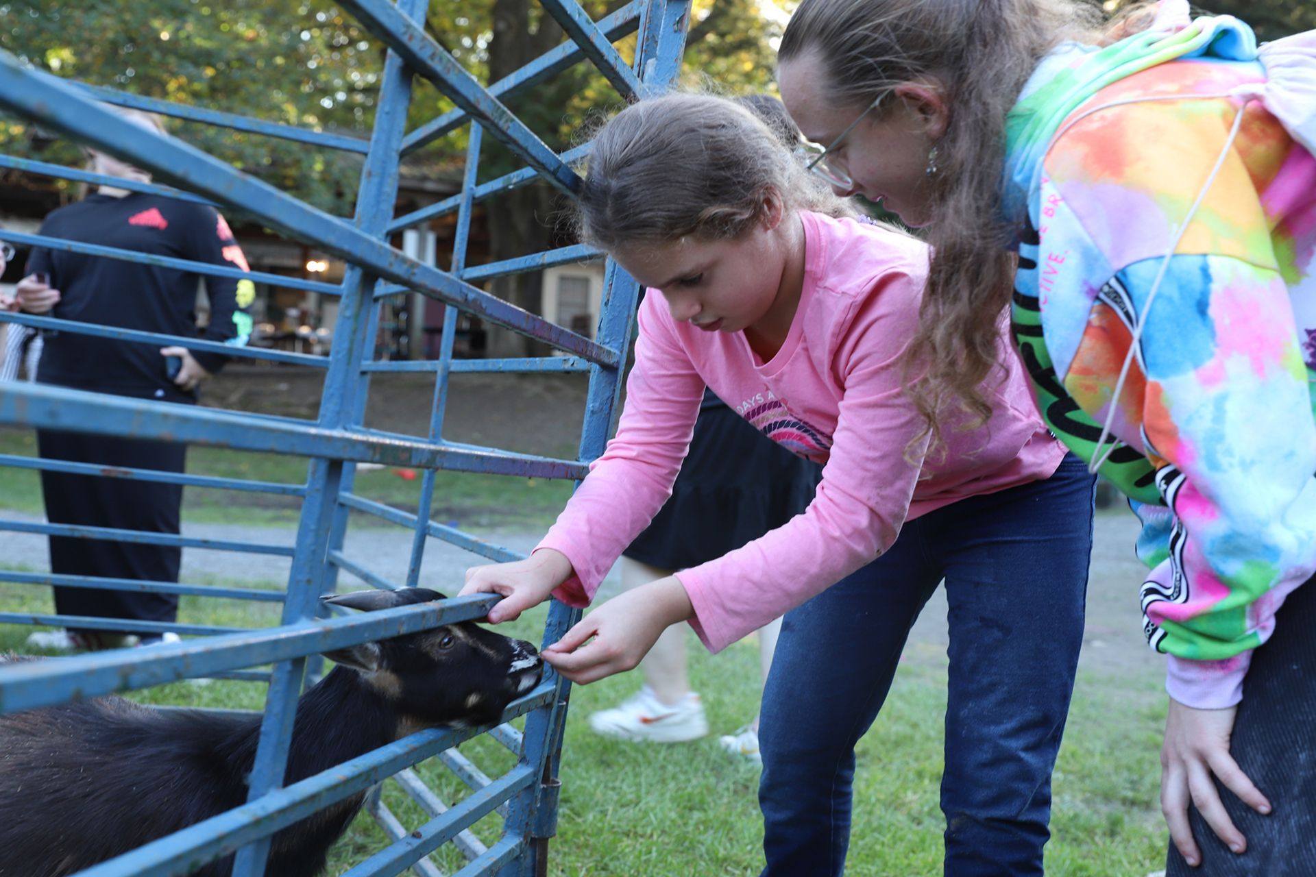 Two girls are feeding a goat through a fence.