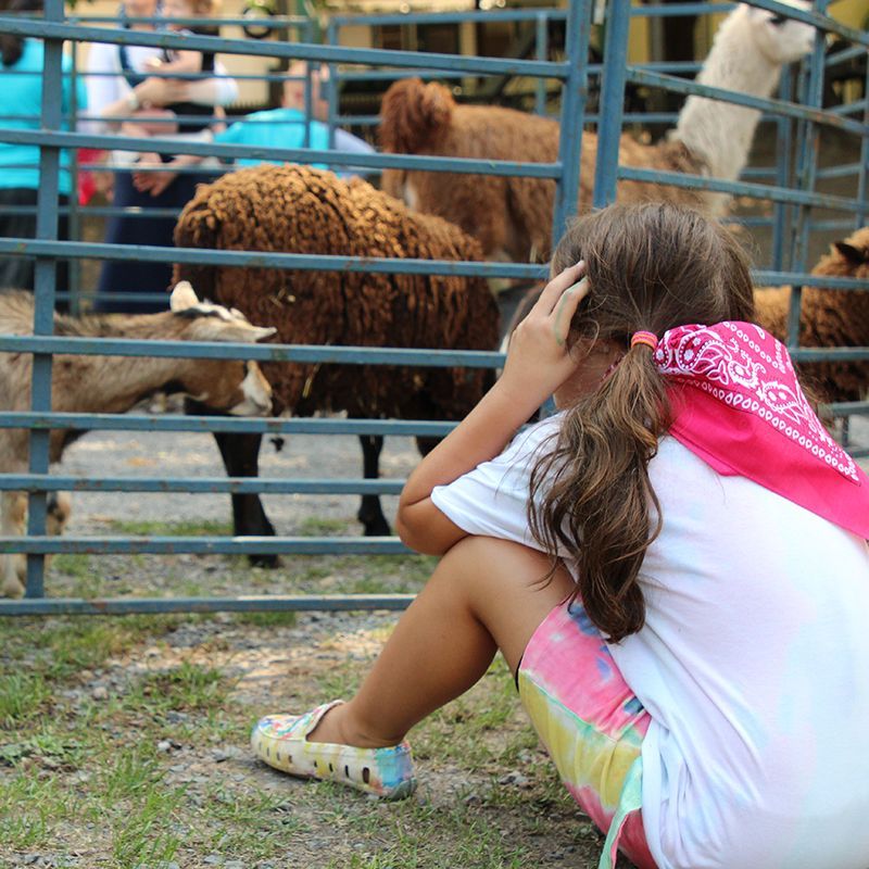 A girl wearing a pink bandana looks at sheep behind a fence.
