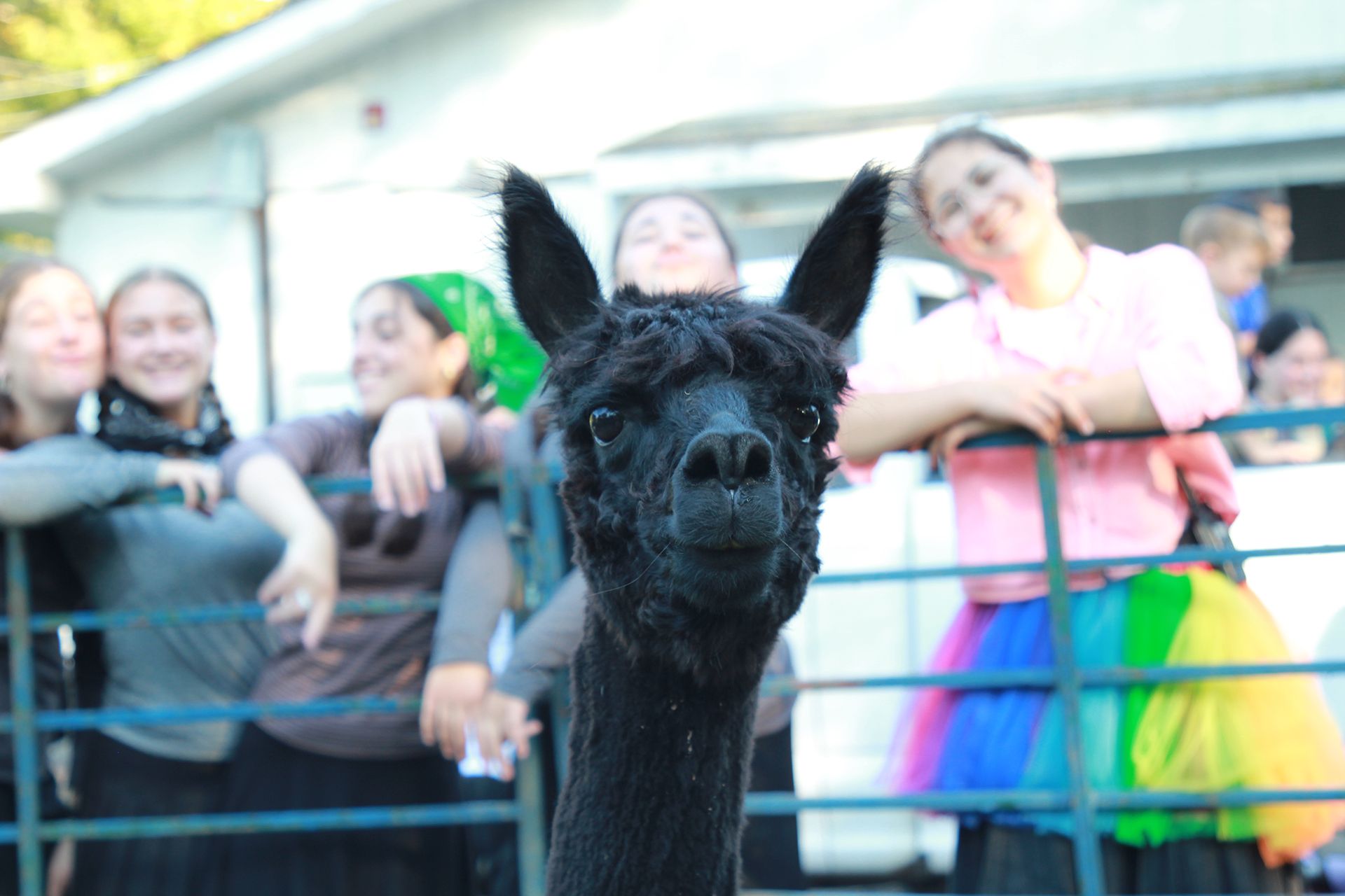 A black alpaca standing in front of a group of girls.