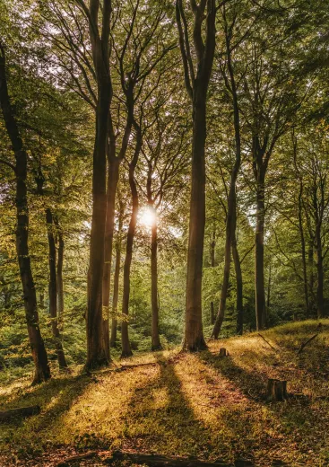 Tall trees in a quiet forest with a leaf-covered ground Tall trees in a quiet forest with a leaf-covered ground