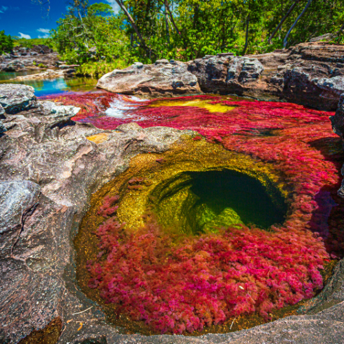 Altas palmeras de cera se elevan desde una ladera cubierta de hierba bajo un cielo azul y nublado.