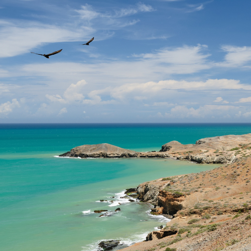Altas palmeras de cera se elevan desde una ladera cubierta de hierba bajo un cielo azul y nublado.