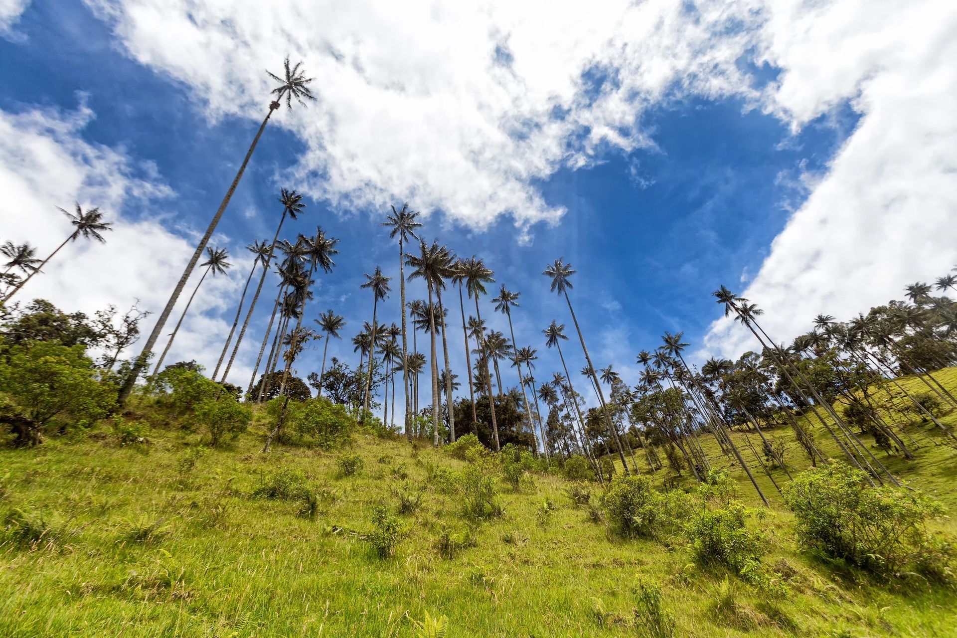 Altas palmeras de cera se elevan desde una ladera cubierta de hierba bajo un cielo azul y nublado.