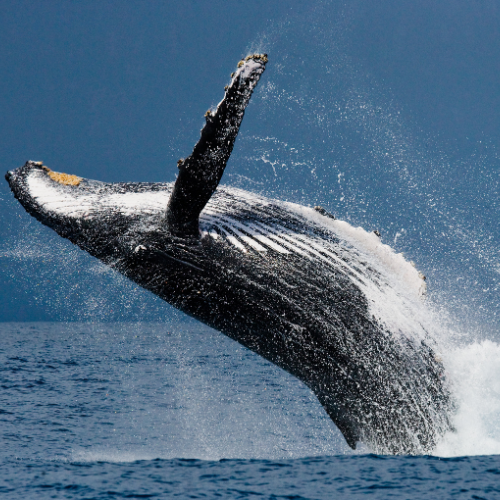 Hombre preparando arreglos florales coloridos, posiblemente para un festival o desfile. Incluye grandes coronas florales.