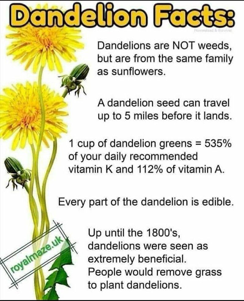 Dandelion facts