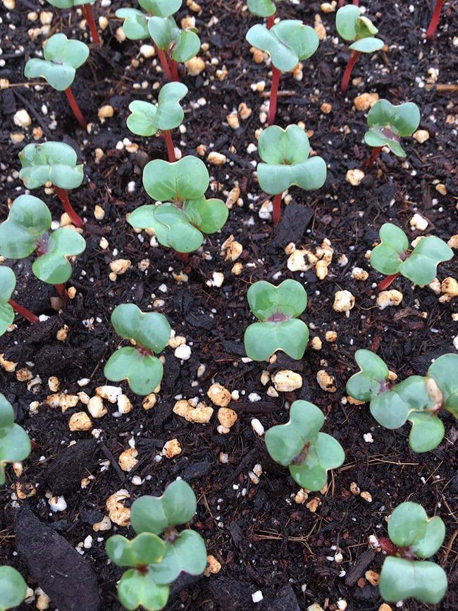 little plants in soil