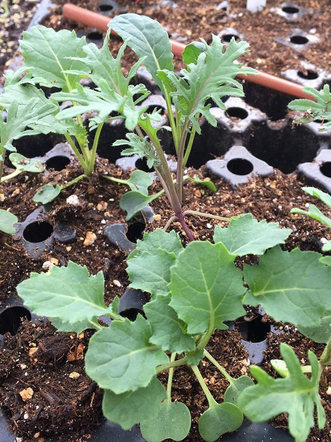 strawberry plants
