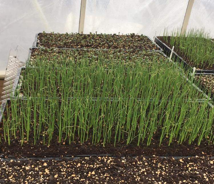 Capital Farmer's Market Bismarck, ND