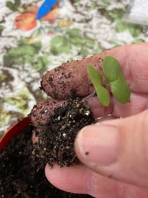 little plant in hand