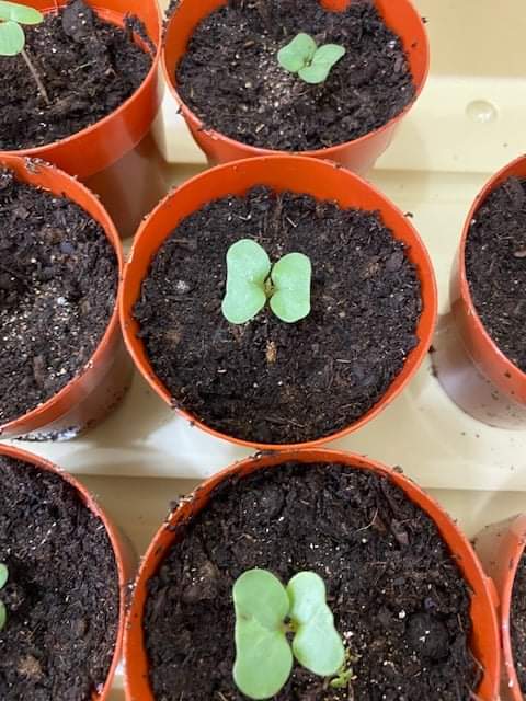 little plants in small containers