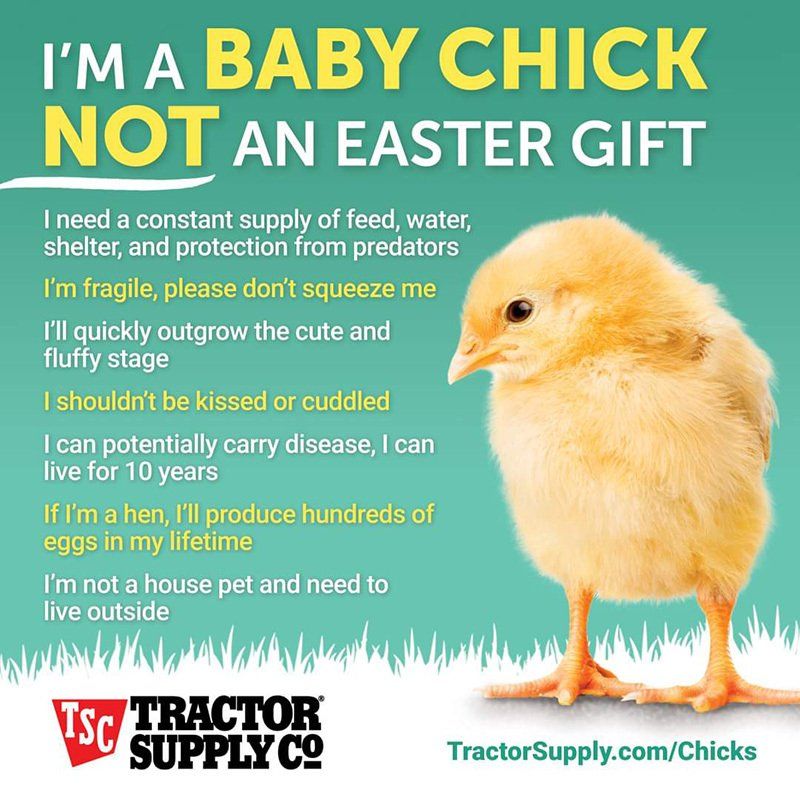 baby chick not an easter gift