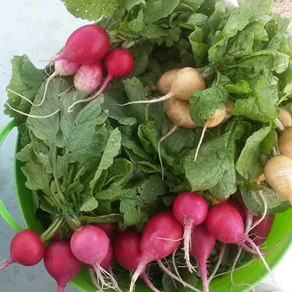 fresh radishes and root plants