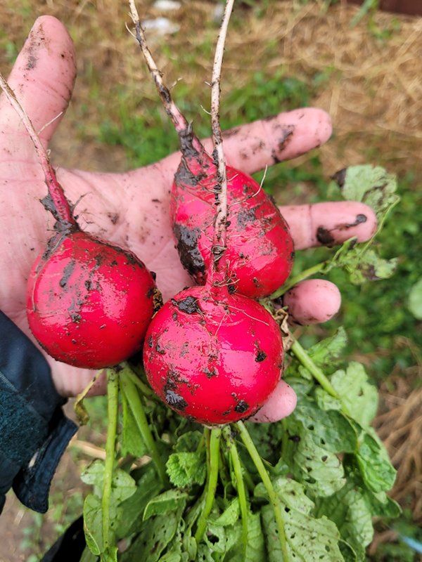 Capital Farmer's Market Bismarck, ND