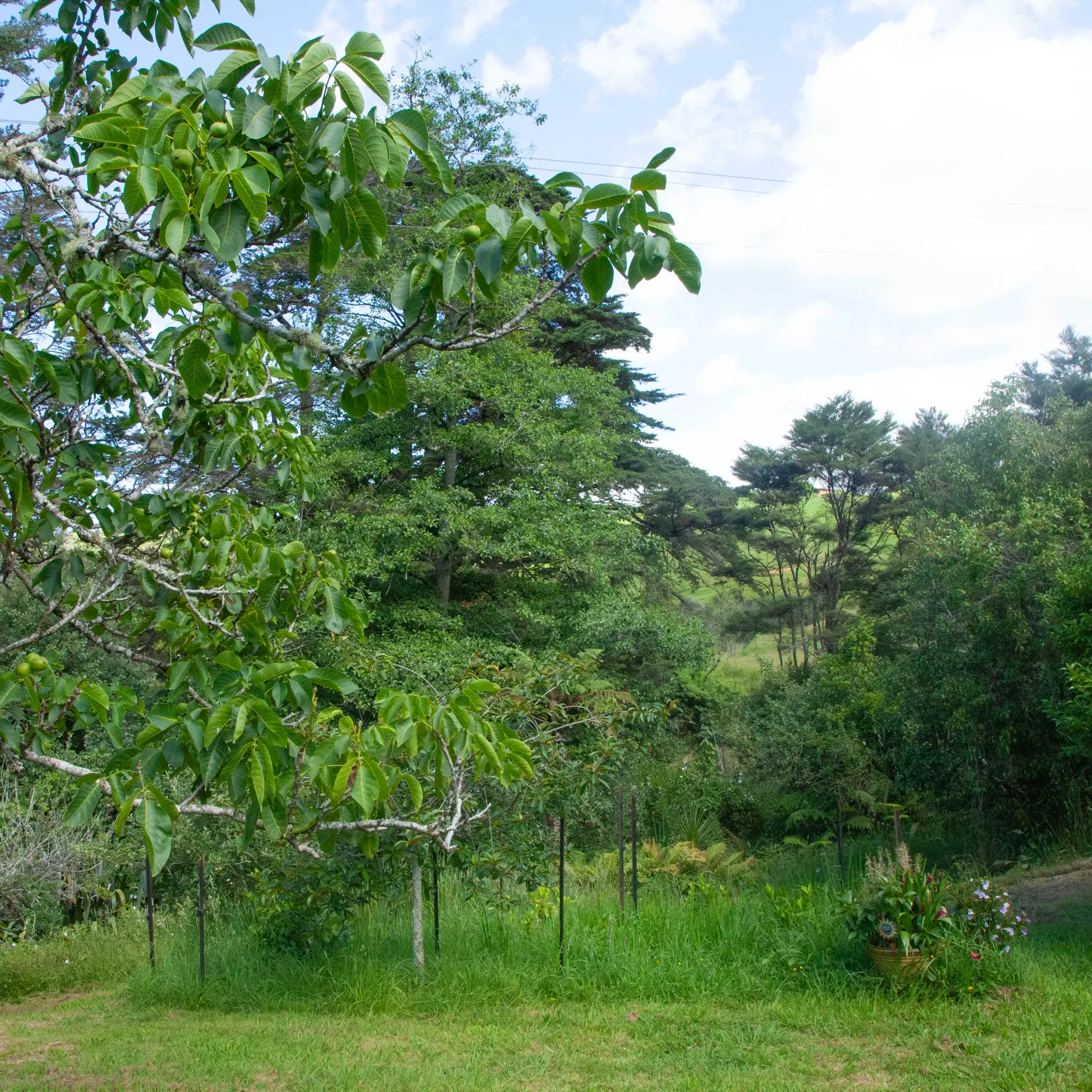 Green trees and grass under a blue sky, framing a garden at Enhance in Makarau