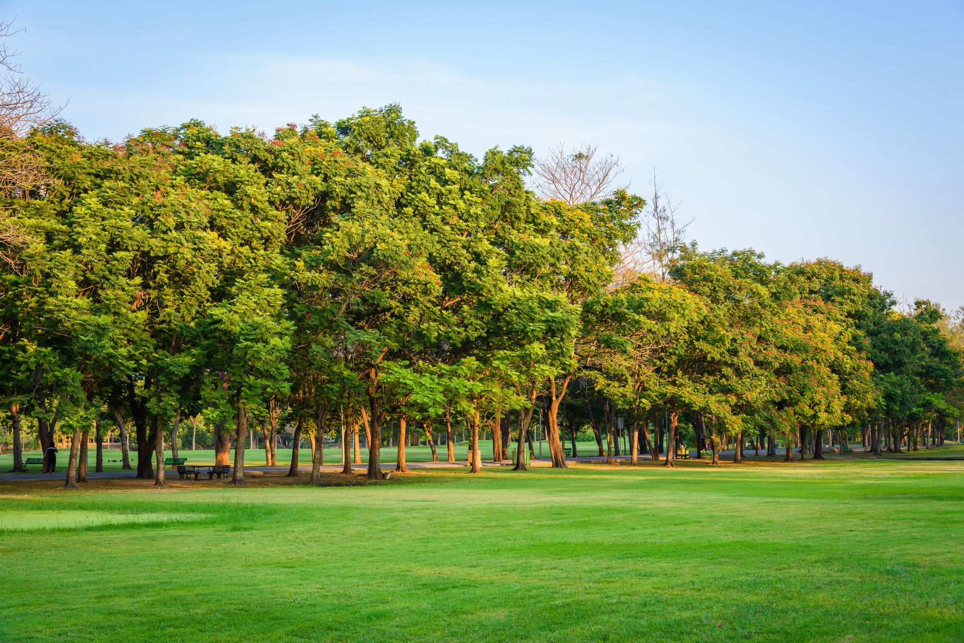 A row of trees in a park with a lush green field in the foreground.